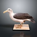 Seabird Taxidermy Specimen Perched On Wooden Base Against Gray Background