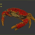 Vibrant Red Crab With Detailed Claws And Shiny Shell Isolated On Black Surface