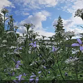 Blooming Purple and White Flowers in Lush Green Meadow Under Blue Sky with White Clouds