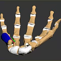 Human Hand Bones 3D Anatomical Model With Blue Green Muscles And Ligaments