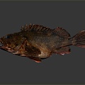 Modern fish grouper marine animals deep sea fish 3d model