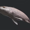 Silver Aquatic Fish Featuring Reticulated Scales And Yellow Eyes Against Dark Background