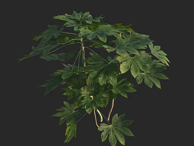 Lush Green Shrub With Broad Leaves And Dense Foliage For Garden Landscaping 3d model