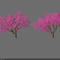 Two Beautiful Trees With Lush Vibrant Pink Blooming Flowers In Garden