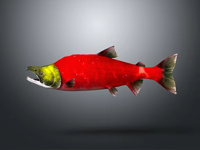 Red Aquatic Fish With Yellow Green Head Red Body And Black Fins Realistic 3d model
