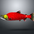Red Aquatic Fish With Yellow Green Head Red Body And Black Fins Realistic