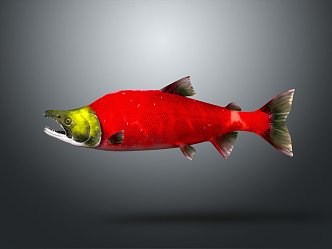 Modern Fish Tropical Fish Red Salmon Ornamental Fish Aquarium 3d model