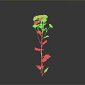 Single Stem Plant With Pink Flowers And Green Leaves On Gray Background
