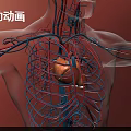 Animated Chest Organs Visualization With Beating Heart Blood Vessels And Rib Cage 3d model