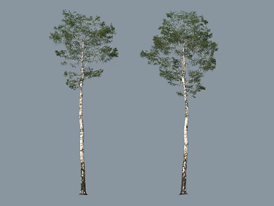 Two Tall Trees With White Trunks And Lush Green Leaves 3d model