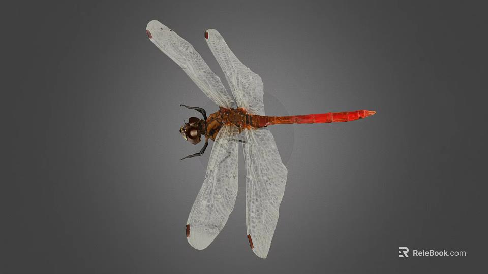 Close Up View Of Dragonfly With Transparent Wings Red Body And Gray Background 3d model 