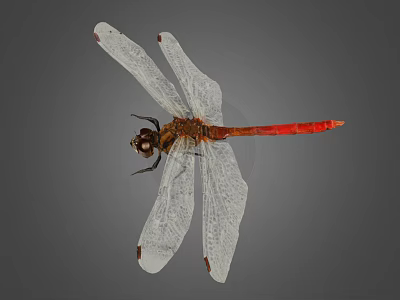 Close Up View Of Dragonfly With Transparent Wings Red Body And Gray Background 3d model