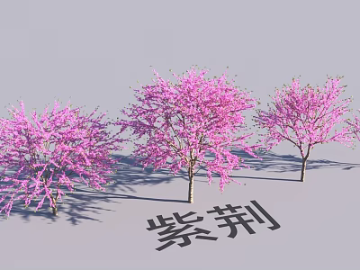 Beautiful Garden Landscape Featuring Three Bauhinia Trees With Vibrant Pink Blossoms 3d model