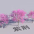 Beautiful Garden Landscape Featuring Three Bauhinia Trees With Vibrant Pink Blossoms
