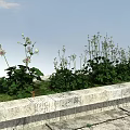 Green Herbs And White Small Flowers In Stone Planter Under Blue Sky