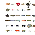 Vibrant Aquatic Animals Collection Featuring Various Species With Colorful Patterns And Unique Forms