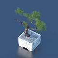 Bonsai Tree with Curved Trunk Green Pine Needles in White Square Pot with White Pebbles