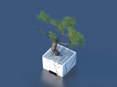 Bonsai Tree with Curved Trunk Green Pine Needles in White Square Pot with White Pebbles 3d model