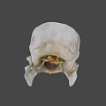 Detailed Bird Skull Skeleton Anatomical Structure With Beak And Eye Socket