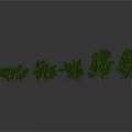 Green Trees With Lush Foliage And Various Sizes Arranged In Row On Gray Background