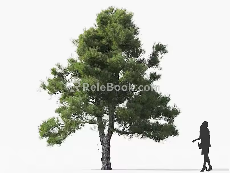 Pine Tree Pine Cedar Tree Turkey Pine Roadside Tree Street Tree Community Greening Green Planting Landscape Tree Park Tree Landscaping Ornamental Tree Deep Mountain Old 3d model