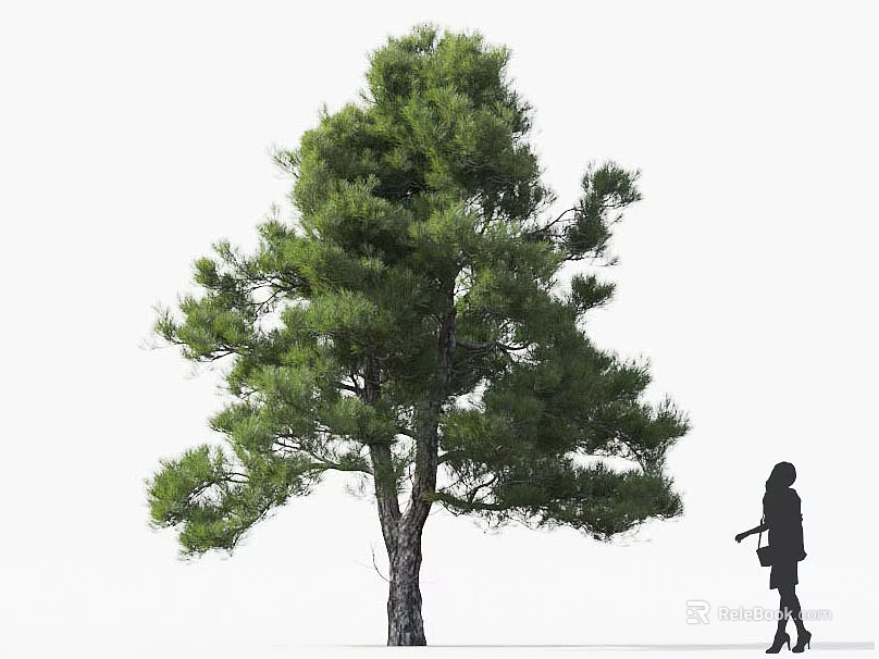 Tall Pine Tree with Green Foliage Thick Trunk Standing Beside a Person Silhouette 3d model 