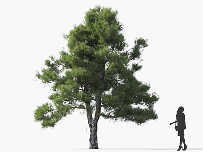 Pine Tree Pine Cedar Tree Turkey Pine Roadside Tree Street Tree Community Greening Green Planting Landscape Tree Park Tree Landscaping Ornamental Tree Deep Mountain Old 3d model