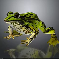Green Frog With Black Spots Large Eyes And Detailed Paws On Dark Background