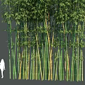 Tall Bamboo Stalks With Lush Green Leaves And Varying Heights In Natural Grove Setting