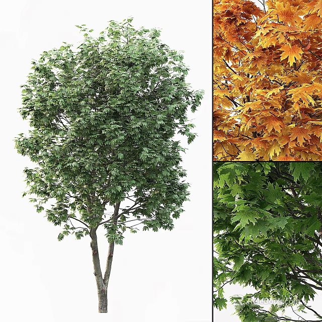 Deciduous Trees Displaying Green And Orange Leaves Across Different Seasons 3d model 