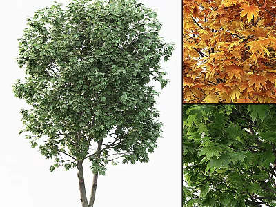 Deciduous Trees Displaying Green And Orange Leaves Across Different Seasons 3d model