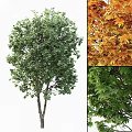 Deciduous Trees Displaying Green And Orange Leaves Across Different Seasons