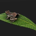 Detailed Brown Frog Sitting On Green Leaf With Visible Veins And Yellow Eyes