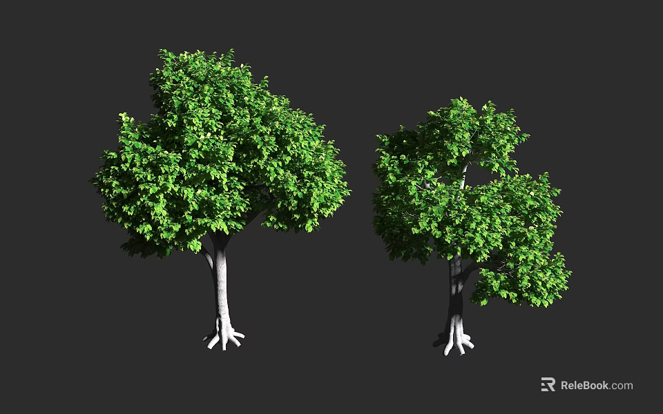 Two Green Leafy Trees with White Trunks and Exposed Roots against Dark Background 3d model 