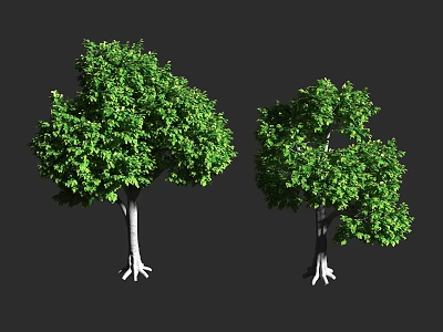 Two Green Leafy Trees with White Trunks and Exposed Roots against Dark Background 3d model