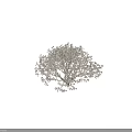 Tall Flowering Arbor with White Blossoms Lush Canopy and Human Silhouette for Scale