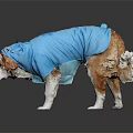 Cute Dog Wearing Blue Shark Costume Standing On Dark Background With Reflection