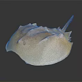 Horseshoe Crab With Light Brown Shell And Textured Exoskeleton On Dark Background 3d model