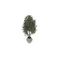 Potted Olive Tree Bonsai Plant in White Ceramic Pot for Home Decor