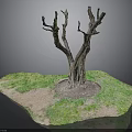 Bare Tree With Thick Trunk Surrounded By Green Grass And Exposed Soil