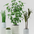Various Green Potted Plants In Decorative Ceramic Pots For Indoor Decor