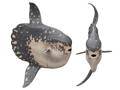Unique Aquatic Animals With Large Round Bodies Spotted Patterns And Distinctive Fins 3d model