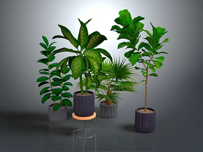 Various Green Indoor Plants With Lush Foliage In Decorative Potted Containers 3d model
