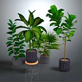 Various Green Indoor Plants With Lush Foliage In Decorative Potted Containers