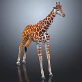 Giraffe with Brown and White Spots Long Neck Standing on Dark Background