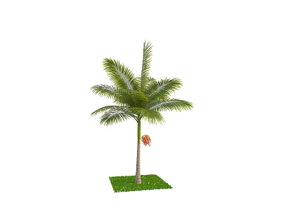 Tropical Palm Tree With Green Fronds Slender Trunk And Red Fruits On Grass 3d model