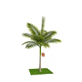 Tropical Palm Tree With Green Fronds Slender Trunk And Red Fruits On Grass