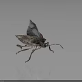 Spotted Bug with Spread Transparent Wings and Detailed Exoskeleton on Dark Background 3d model