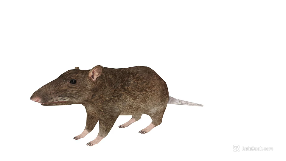 Brown Rat With Small Ears And Long Tail On White Background 3d model 