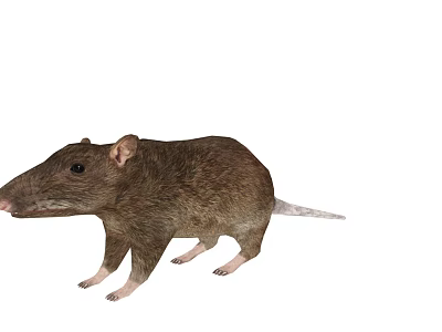 Brown Rat With Small Ears And Long Tail On White Background 3d model